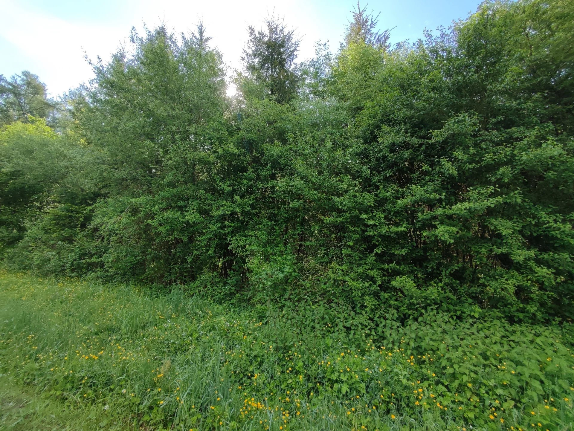 Wooded building plot - forest view