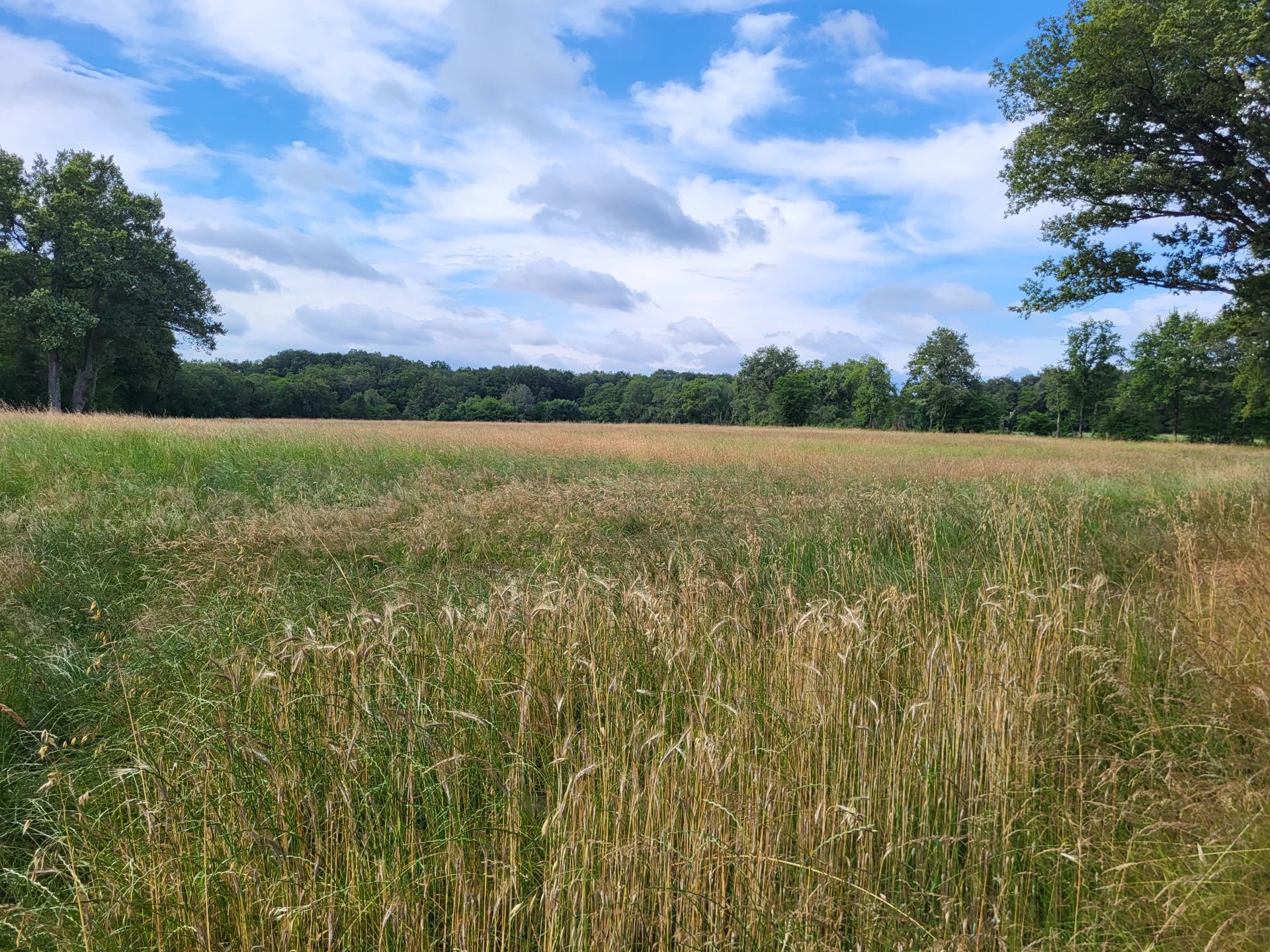 High quality grazing land in Indre